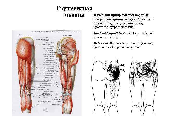 Грушевидная мышца где находится фото