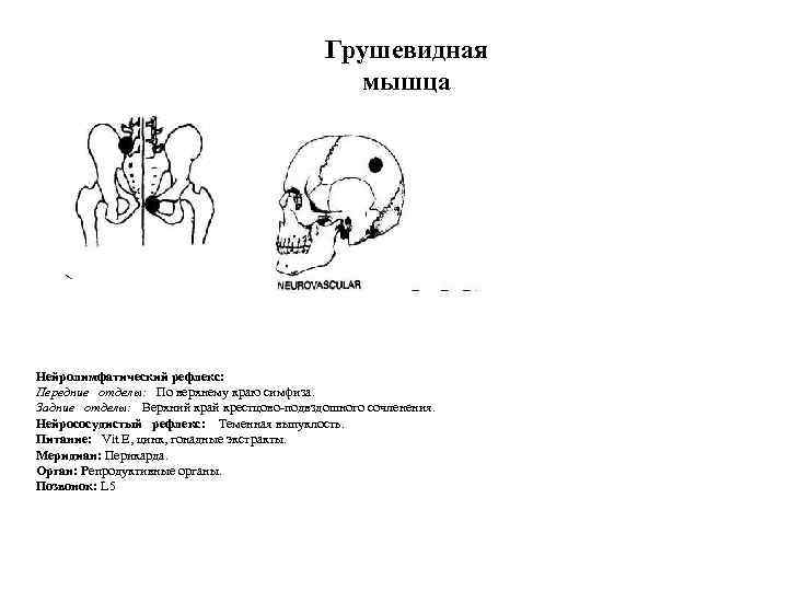 Грушевидная мышца Нейролимфатический рефлекс: Передние отделы: По верхнему краю симфиза. Задние отделы: Верхний край