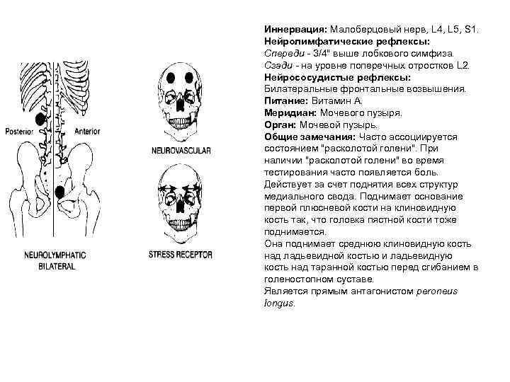 Иннервация: Малоберцовый нерв, L 4, L 5, S 1. Нейролимфатические рефлексы: Спереди - 3/4