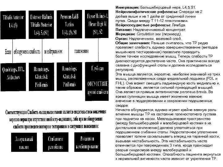 Иннервация: Большеберцовый нерв, L 4, 5, S 1. Нейролимфатические рефлексы: Спереди на 2 дюйма