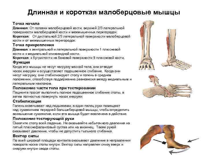 Длинная и короткая малоберцовые мышцы Точка начала Длинная: От головки малоберцовой кости, верхней 2/3