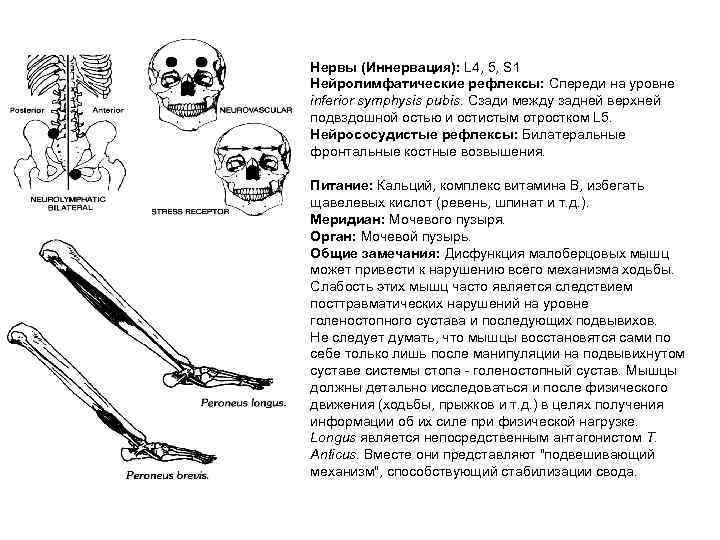 Нервы (Иннервация): L 4, 5, S 1 Нейролимфатические рефлексы: Спереди на уровне inferior symphysis