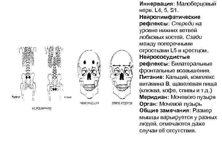 Иннервация: Малоберцовый нерв. L 4, 5, S 1. Нейролимфатические рефлексы: Спереди на уровне нижних