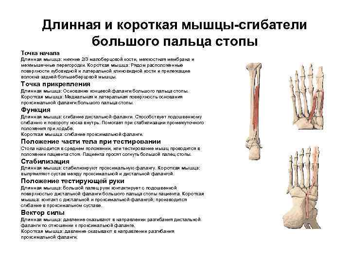 Длинная и короткая мышцы-сгибатели большого пальца стопы Точка начала Длинная мышца: нижние 2/3 малоберцовой