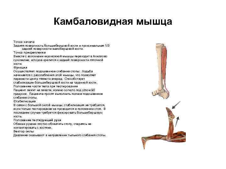 Камбаловидная мышца Точка начала Задняя поверхность большеберцовой кости и проксимальная 1/3 задней поверхности малоберцовой