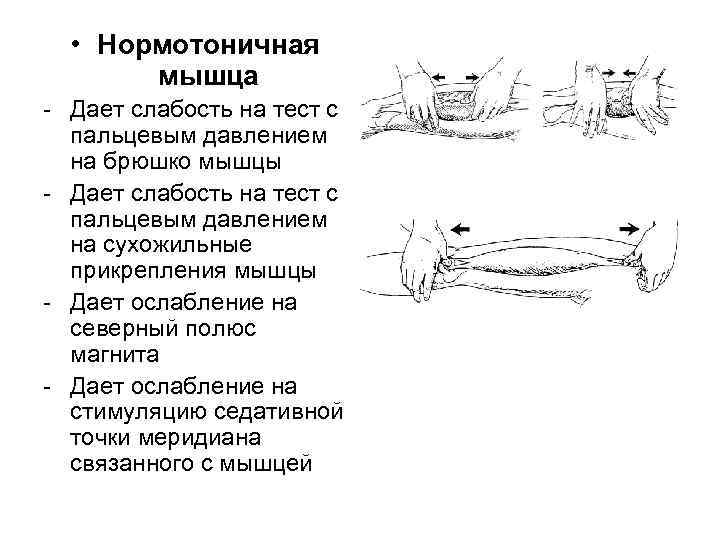 Мышцы тесты ответы