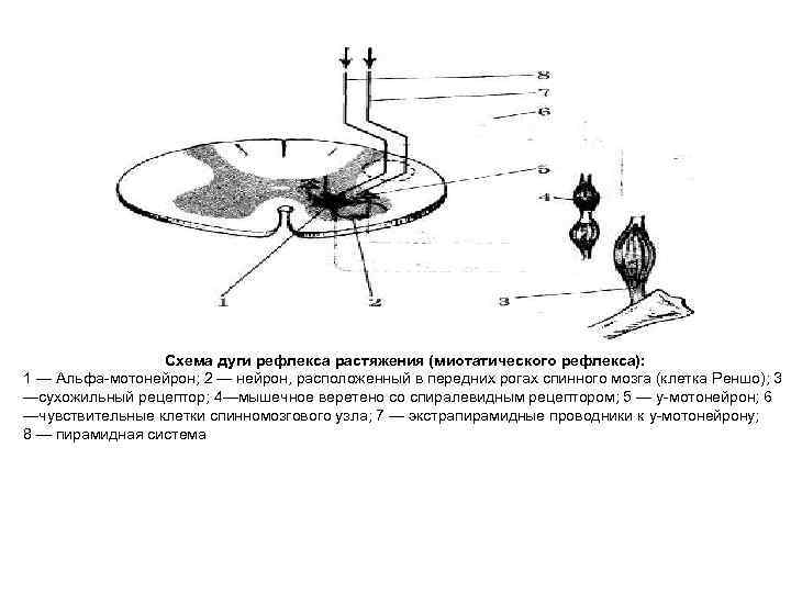 Схема дуги рефлекса растяжения (миотатического рефлекса): 1 — Альфа-мотонейрон; 2 — нейрон, расположенный в