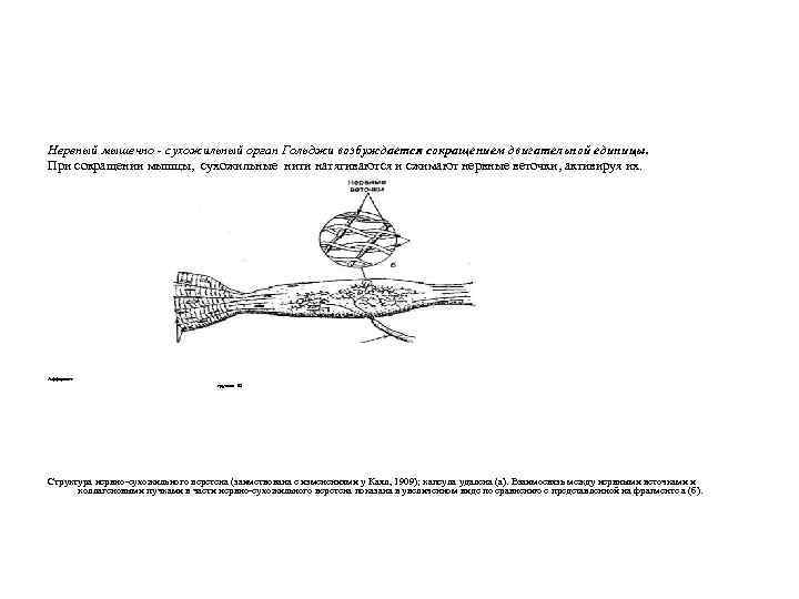 Нервный мышечно - сухожильный орган Гольджи возбуждается сокращением двигательной единицы. При сокращении мышцы, сухожильные