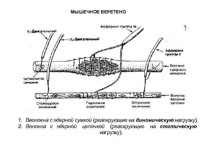 МЫШЕЧНОЕ ВЕРЕТЕНО 1. Вволокна с ядерной сумкой (реагирующие на динамическую нагрузку) 2. Волокна с