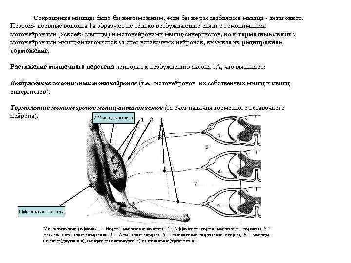 Сокращение мышцы было бы невозможным, если бы не расслаблялась мышца - антагонист. Поэтому нервные