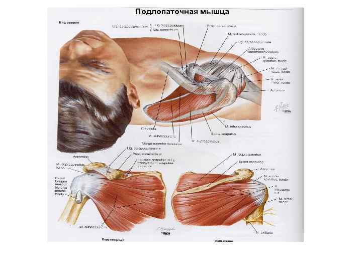 Подлопаточная мышца 