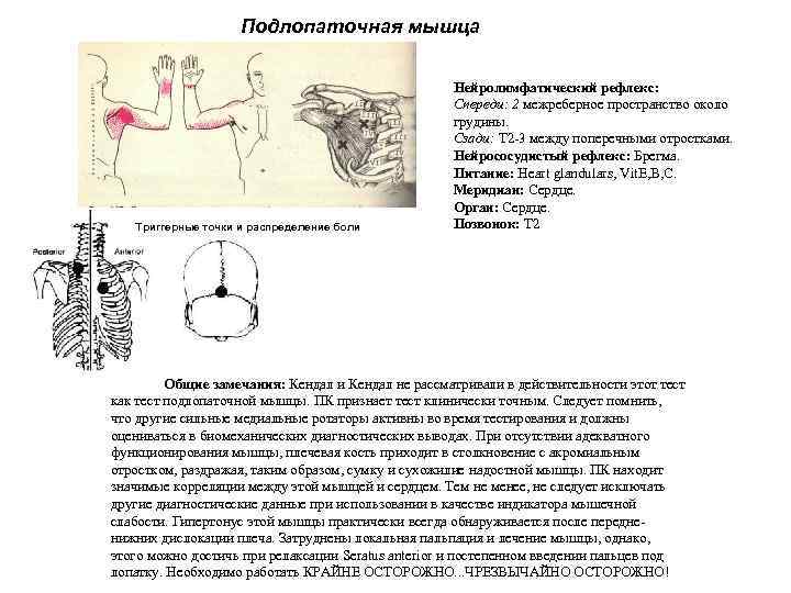 Подлопаточная мышца Триггерные точки и распределение боли Нейролимфатический рефлекс: Спереди: 2 межреберное пространство около