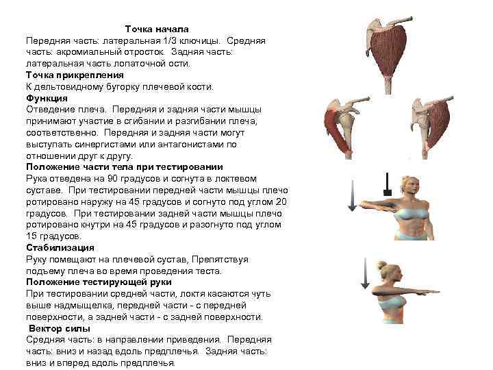 Точка начала Передняя часть: латеральная 1/3 ключицы. Средняя часть: акромиальный отросток. Задняя часть: латеральная