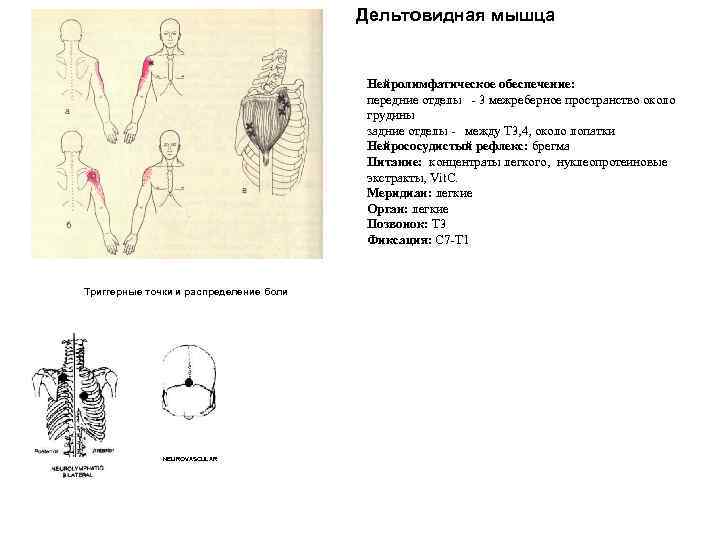 Дельтовидная мышца Нейролимфатическое обеспечение: передние отделы - 3 межреберное пространство около грудины задние отделы