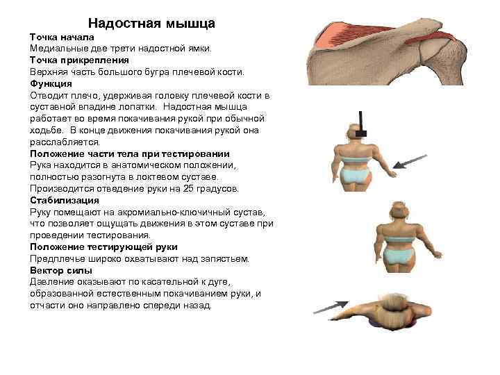 Надостная мышца Точка начала Медиальные две трети надостной ямки. Точка прикрепления Верхняя часть большого