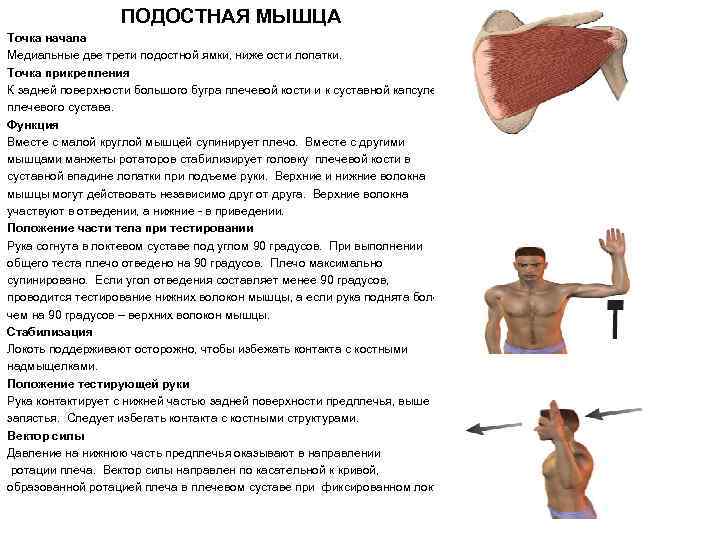 ПОДОСТНАЯ МЫШЦА Точка начала Медиальные две трети подостной ямки, ниже ости лопатки. Точка прикрепления