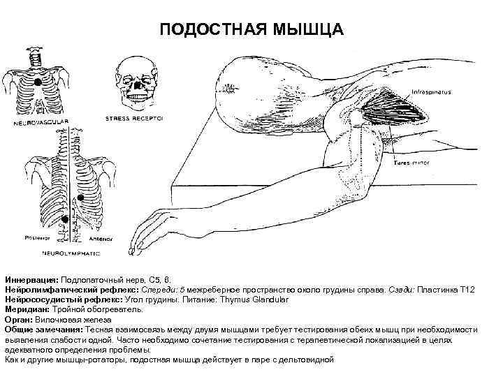 ПОДОСТНАЯ МЫШЦА Иннервация: Подлопаточный нерв, С 5, 6. Нейролимфатический рефлекс: Спереди: 5 межреберное пространство