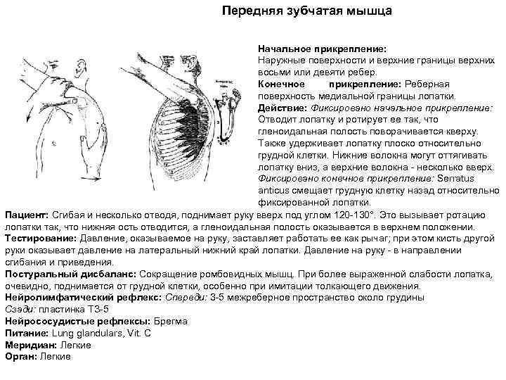 Передняя зубчатая мышца Начальное прикрепление: Наружные поверхности и верхние границы верхних восьми или девяти