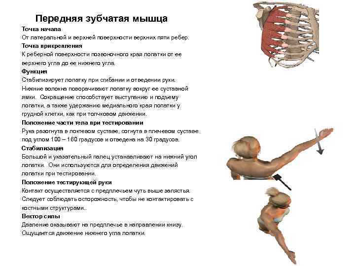 Передняя зубчатая мышца Точка начала От латеральной и верхней поверхности верхних пяти ребер. Точка