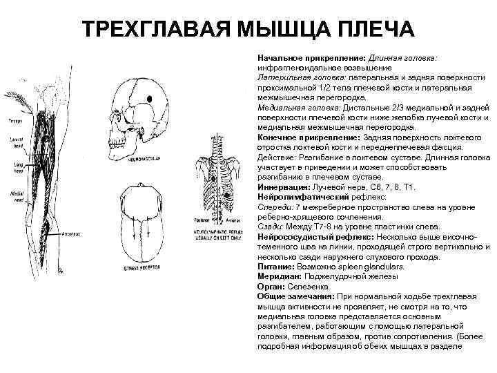 ТРЕХГЛАВАЯ МЫШЦА ПЛЕЧА Начальное прикрепление: Длинная головка: инфрагленоидальное возвышение Латерильная головка: латеральная и задняя