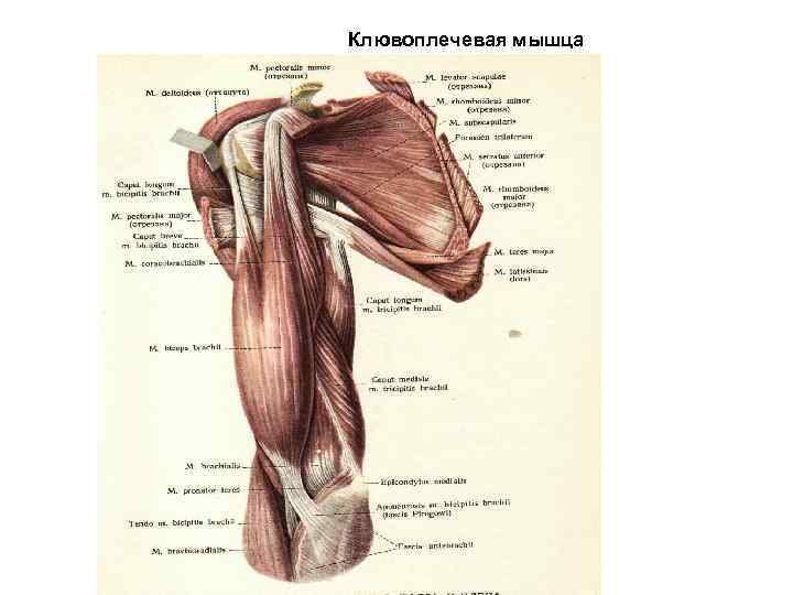 Клювоплечевая мышца 