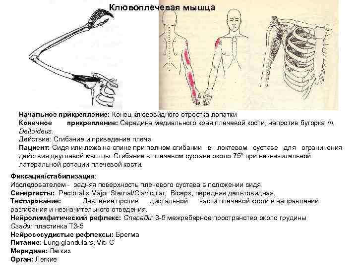 Клювоплечевая мышца Начальное прикрепление: Конец клювовидного отростка лопатки Конечное прикрепление: Середина медиального края плечевой