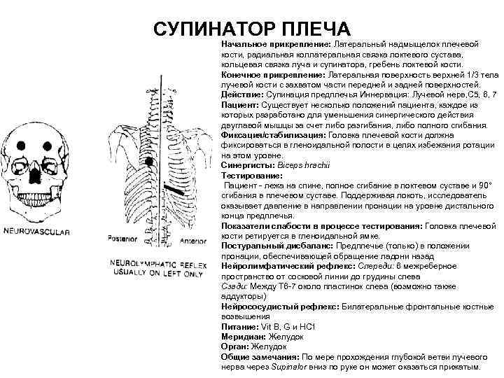 СУПИНАТОР ПЛЕЧА Начальное прикрепление: Латеральный надмыщелок плечевой кости, радиальная коллатеральная связка локтевого сустава, кольцевая