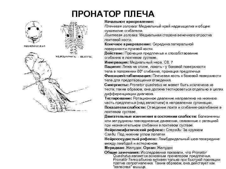 ПРОНАТОР ПЛЕЧА Начальное прикрепление: Плечевая головка: Медиальный край надмыщелка и общее сухожилие сгибателя. Локтевая