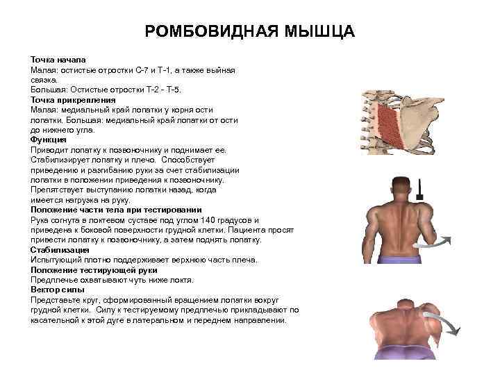 РОМБОВИДНАЯ МЫШЦА Точка начала Малая: остистые отростки C-7 и T-1, а также выйная связка.