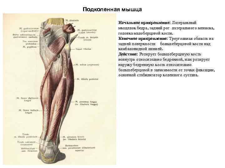 Подколенная мышца Начальное прикрепление: Латеральный мыщелок бедра, задний рог латерального мениска, головка малоберцовой кости.