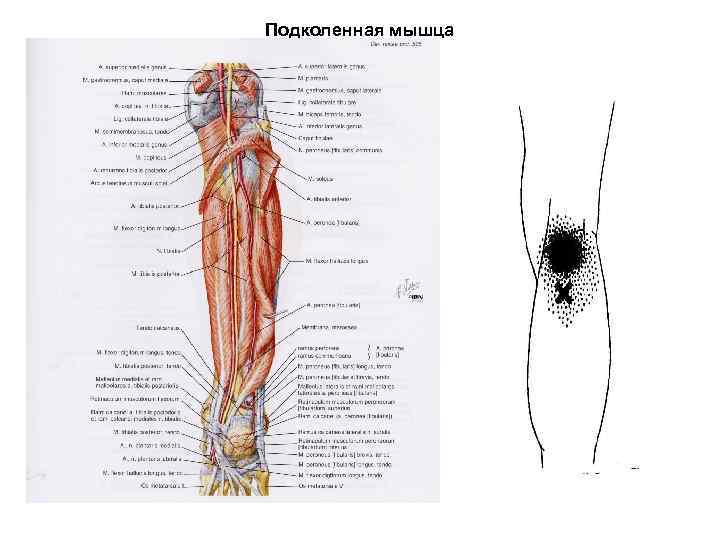 Подколенная мышца. Прикладная кинезиология органы и мышцы. Подколенная мышца иннервация. Подколенная мышца ММТ.