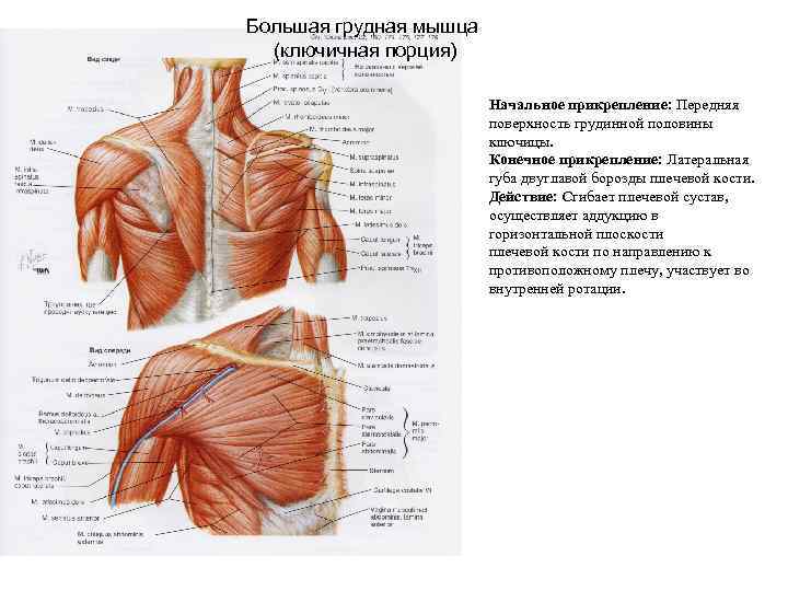 Большая грудная мышца (ключичная порция) Начальное прикрепление: Передняя поверхность грудинной половины ключицы. Конечное прикрепление: