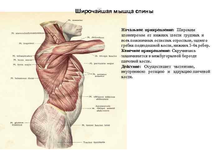 Широчайшая мышца спины Начальное прикрепление: Широким апоневрозом от нижних шести грудных и всех поясничных