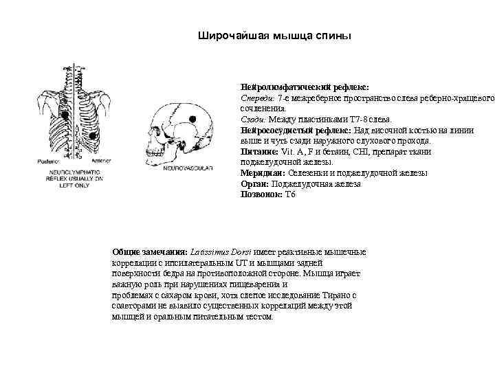 Широчайшая мышца спины Нейролимфатический рефлекс: Спереди: 7 -е межреберное пространство слева реберно-хрящевого сочленения. Сзади: