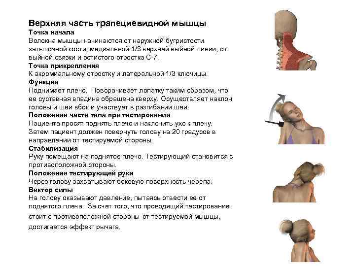 Верхняя часть трапециевидной мышцы Точка начала Волокна мышцы начинаются от наружной бугристости затылочной кости,