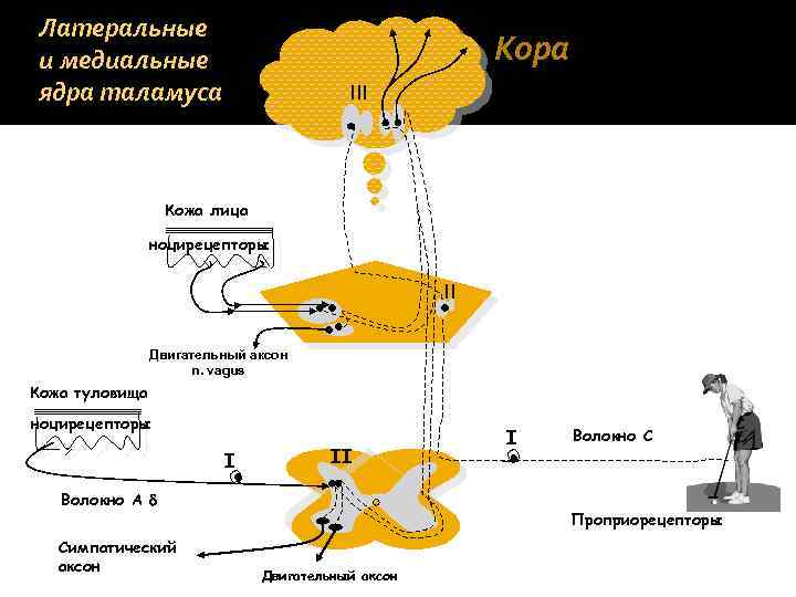 Латеральные и медиальные ядра таламуса Кора III Кожа лица ноцирецепторы II Двигательный аксон n.