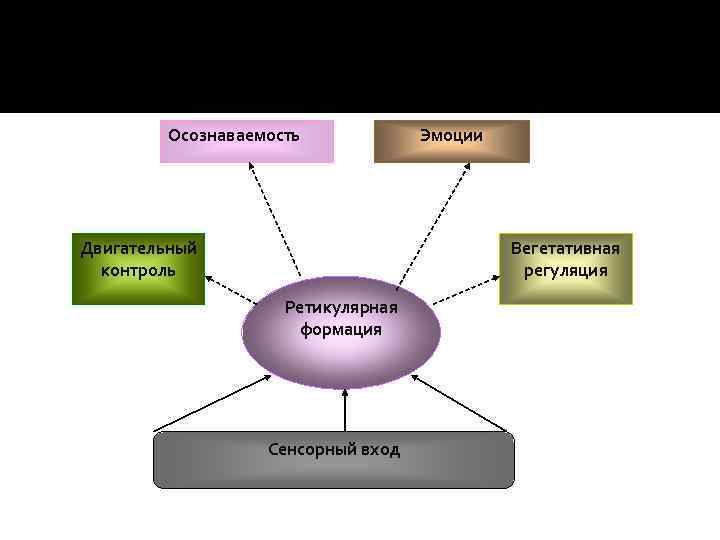 Осознаваемость Двигательный контроль Эмоции Вегетативная регуляция Ретикулярная формация Сенсорный вход 