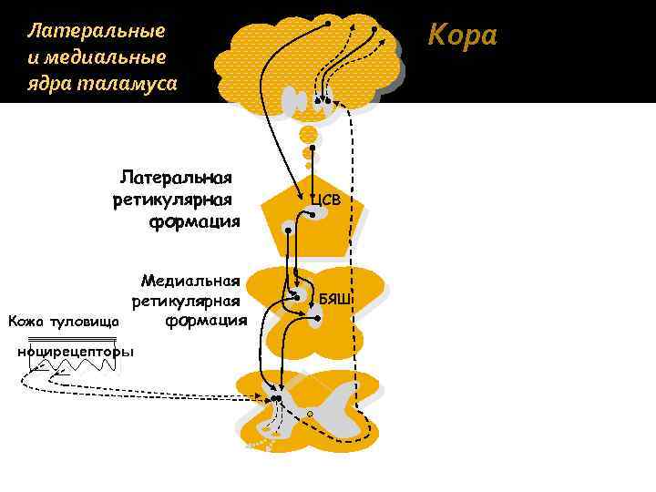Кора Латеральные и медиальные ядра таламуса Латеральная ретикулярная формация Медиальная ретикулярная формация Кожа туловища