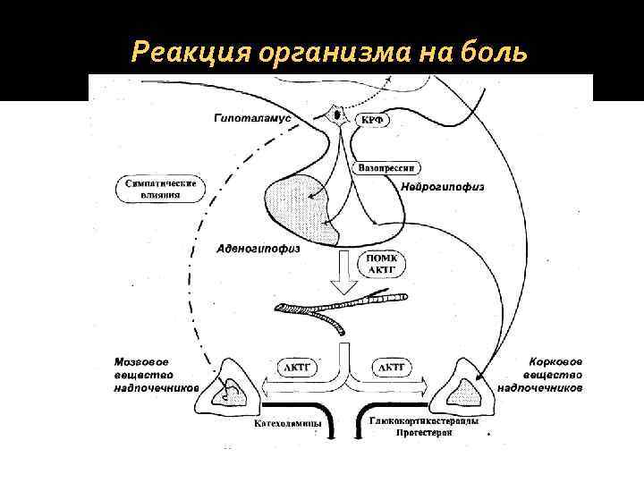 Реакция организма на боль 