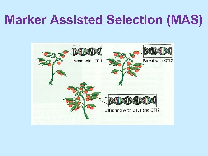 Marker Assisted Selection (MAS) 
