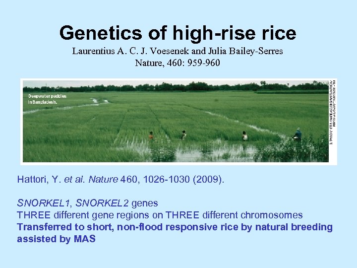 Genetics of high-rise rice Laurentius A. C. J. Voesenek and Julia Bailey-Serres Nature, 460: