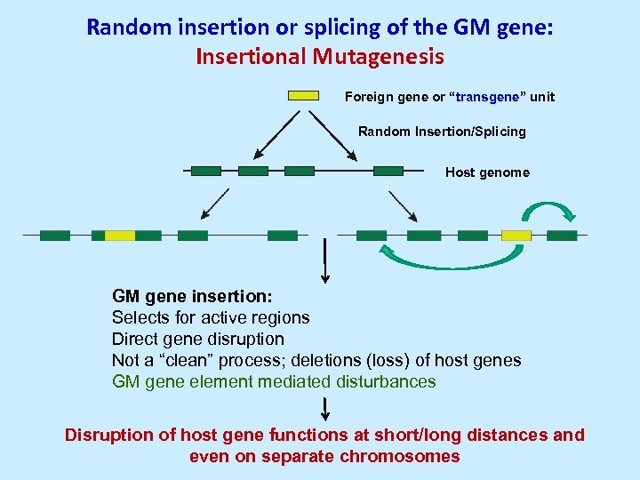 Random insertion or splicing of the GM gene: Insertional Mutagenesis Foreign gene or “transgene”