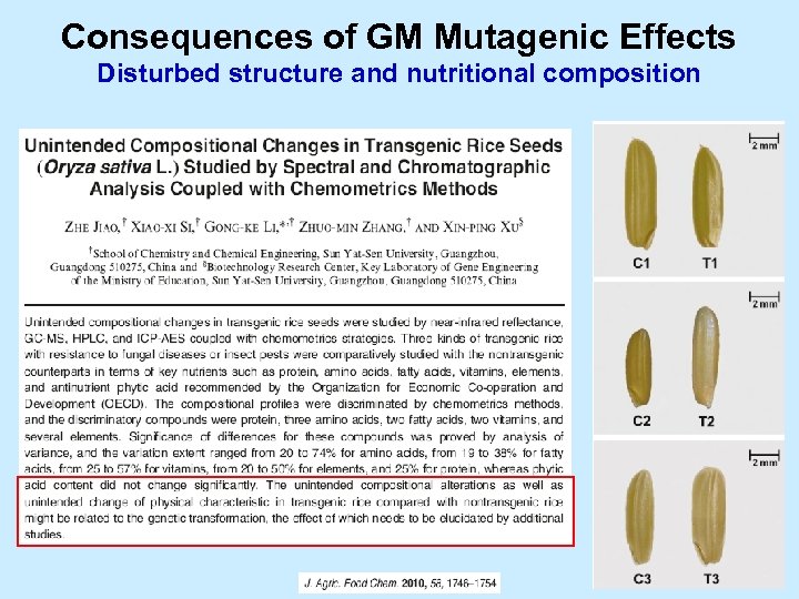 Consequences of GM Mutagenic Effects Disturbed structure and nutritional composition 