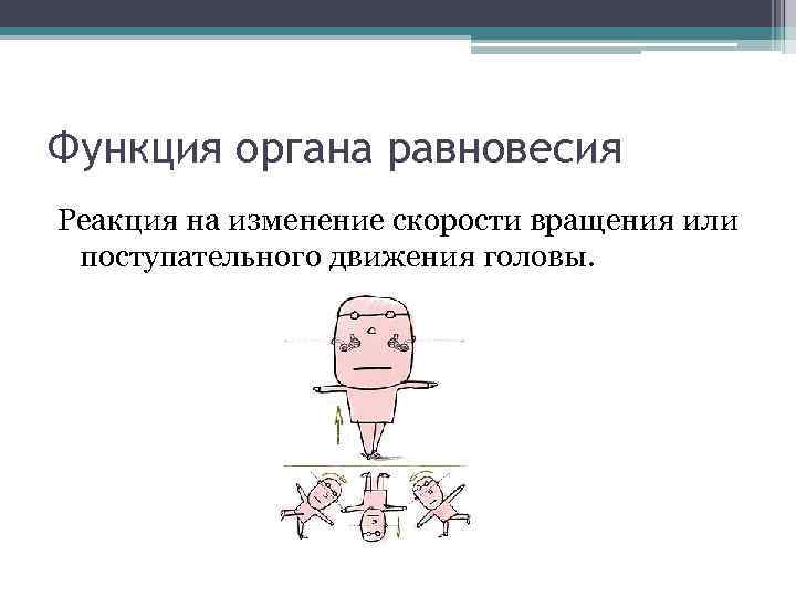 Возможность орган. Орган равновесия функции. Макула функции орган равновесия. Роль равновесия. Оценка функции равновесия.