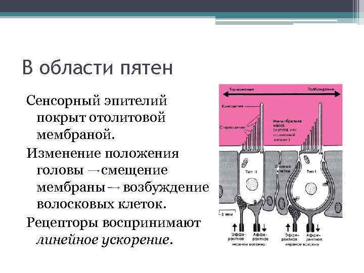 В области пятен Сенсорный эпителий покрыт отолитовой мембраной. Изменение положения головы смещение мембраны возбуждение