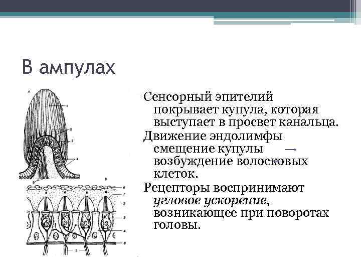 Схема строения ампулярного гребешка