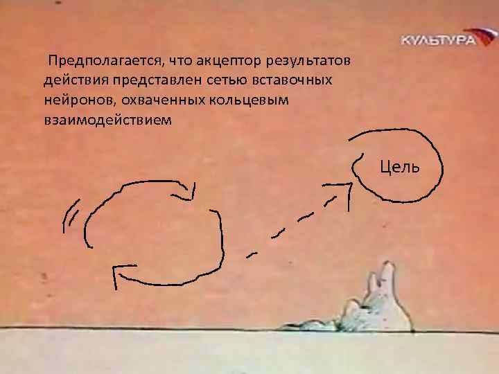 Предполагается, что акцептор результатов действия представлен сетью вставочных нейронов, охваченных кольцевым взаимодействием Цель 