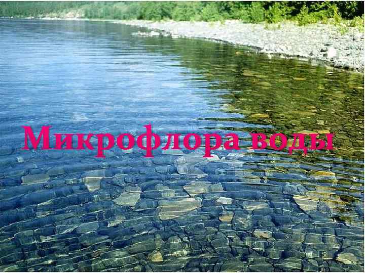 Микрофлора воды 