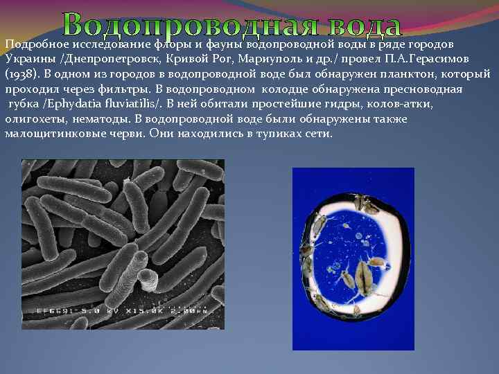 Подробное исследование флоры и фауны водопроводной воды в ряде городов Украины /Днепропетровск, Кривой Рог,