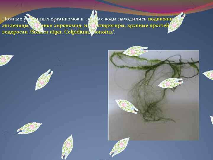 Помимо указанных организмов в пробах воды находились подвижные эвглениды, личинки хирономид, нити спирогиры, крупные